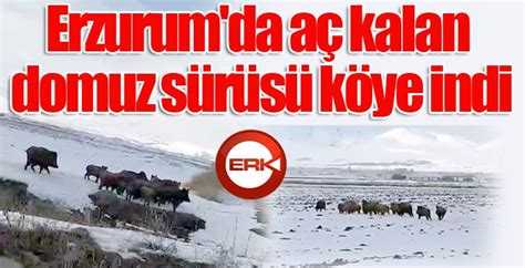 Erzurum’da aç kalan domuz sürüsü köye indis